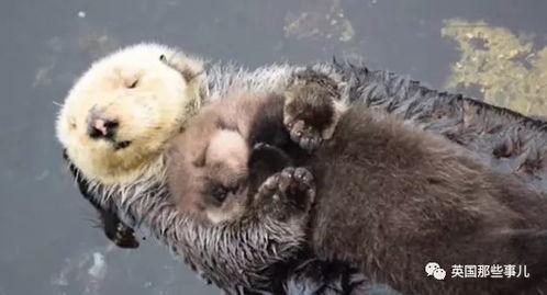 娱乐吃瓜酱海獭手牵手,一场跨界友谊的甜蜜邂逅