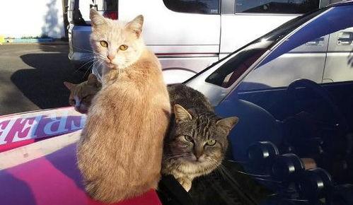 吃瓜群众视频猫咪