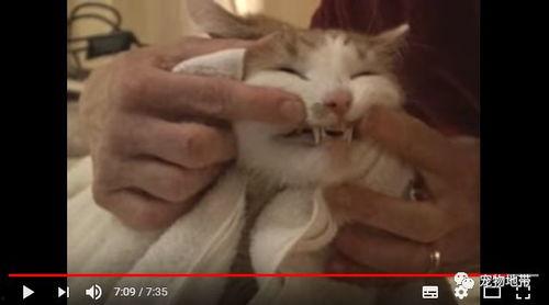 吃瓜群众视频猫咪