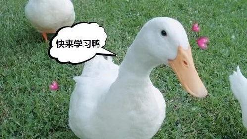 娱乐吃瓜鸭鸭鸭视频
