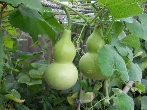 娱乐吃瓜酱葫芦,揭秘娱乐圈那些不为人知的幕后故事