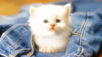 娱乐吃瓜茶小猫,揭秘茶小猫的瓜界传奇