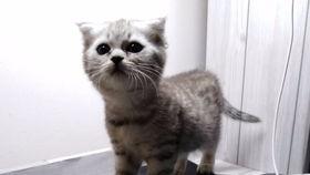 喵娱乐吃瓜,吃瓜群众热议的娱乐圈幕后故事